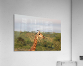 Giraffe 5 Acrylic Print