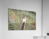 Giraffe 4 Acrylic Print