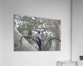 Blue Ball Monkey Acrylic Print