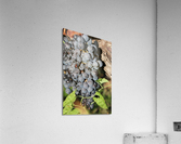 Grapevine Acrylic Print