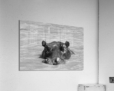 Hippo Acrylic Print