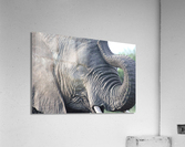 Elephant 5 Acrylic Print