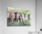 Elephant 4 Acrylic Print