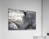 Sleepy Rhino Acrylic Print