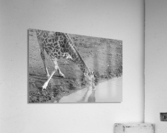 Giraffe BW Acrylic Print