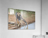 Giraffe 2 Acrylic Print