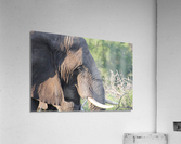 Elephant Acrylic Print