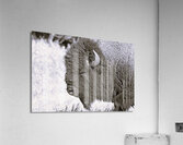 Buff3 Acrylic Print
