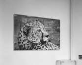 BW Cheetah Acrylic Print