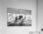 BW wild Acrylic Print
