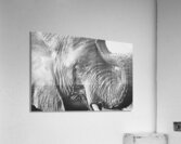 BW Ele3 Acrylic Print