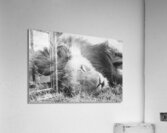 BW Lion Acrylic Print