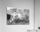 BW Lion2 Acrylic Print