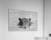 IMG 5600 Acrylic Print