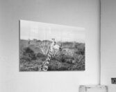BW Giraffe Acrylic Print