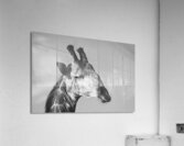 BW Giraffe3 Acrylic Print