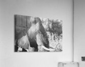 BW Ele Acrylic Print