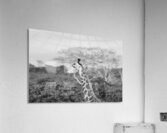 BW Giraffe2 Acrylic Print