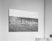 BW Deer2 Acrylic Print