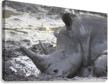 Sleepy Rhino Canvas Print