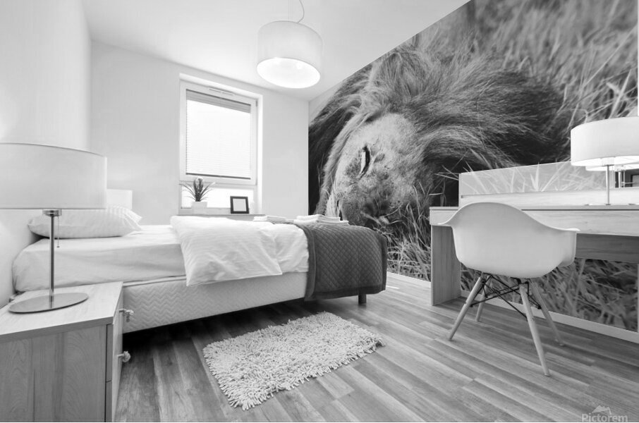 BW Lion2 Mural print