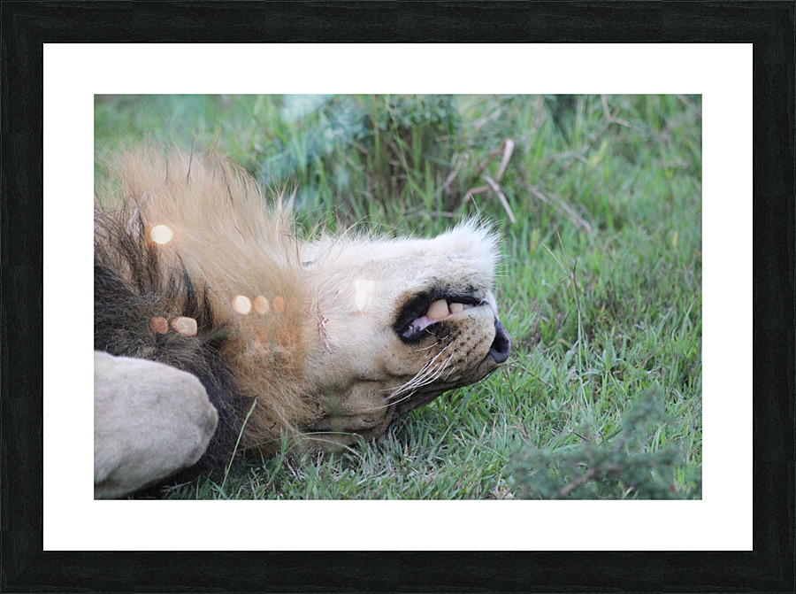 Lion Sleeping Picture Frame print