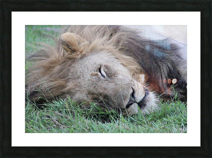Lion Sleeping Picture Frame print