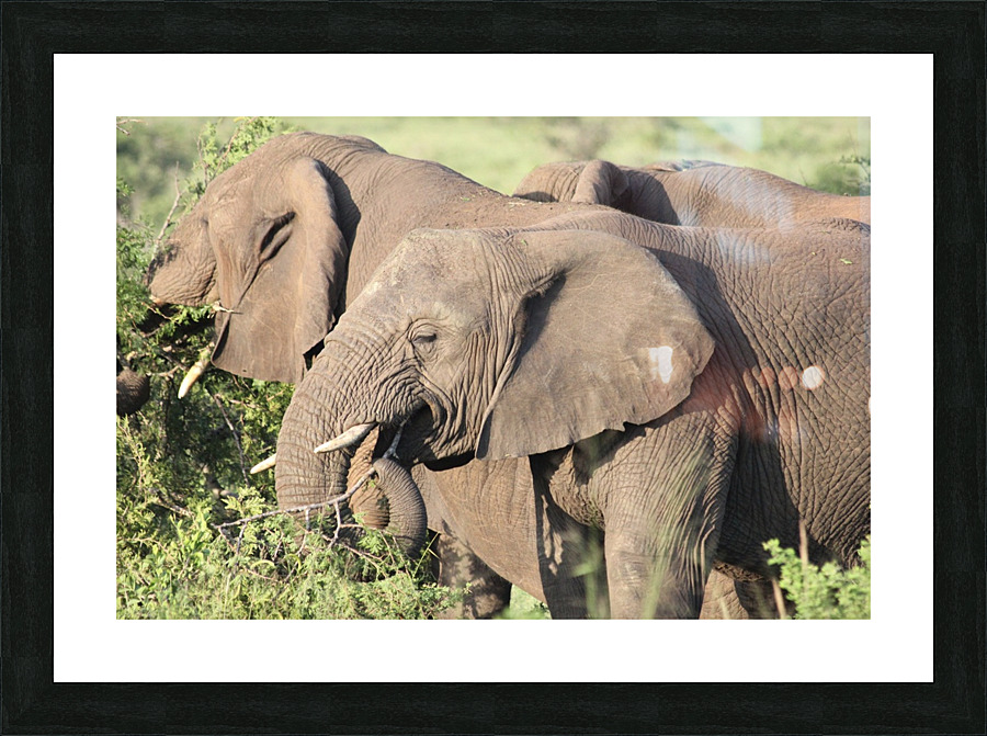 Elephant 7 Picture Frame print