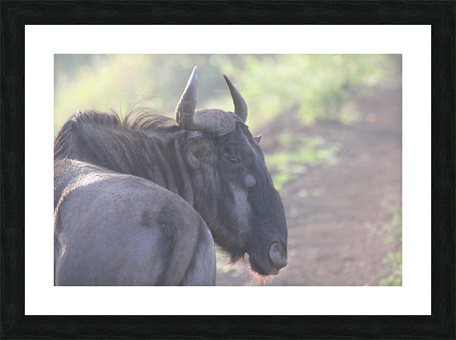 Wildabeast 3 Picture Frame print