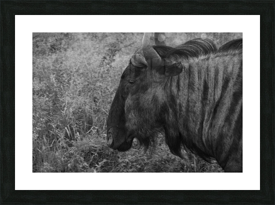 Wildabeast Picture Frame print