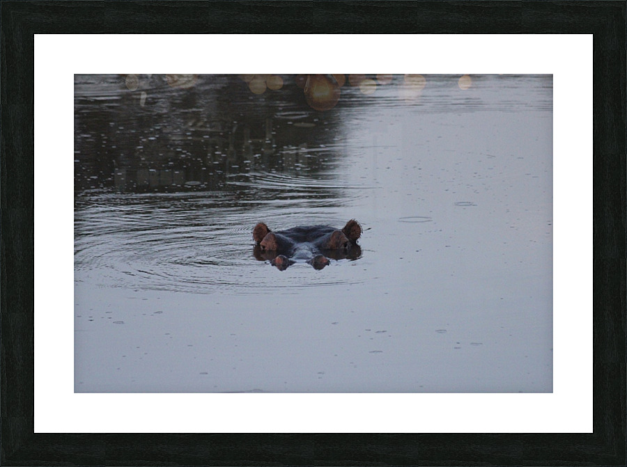 Hippo Spying Picture Frame print