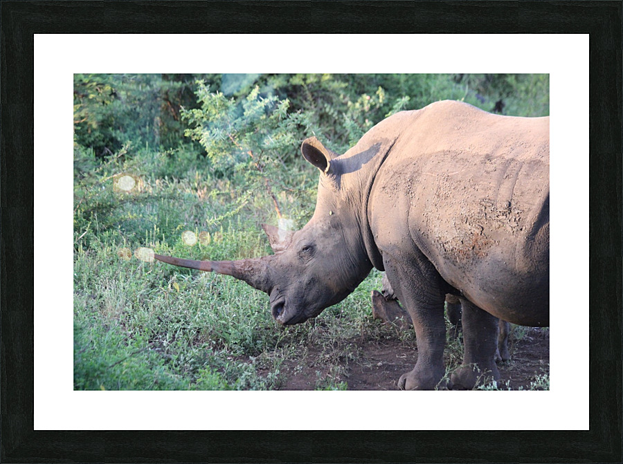 Rhino 4 Picture Frame print