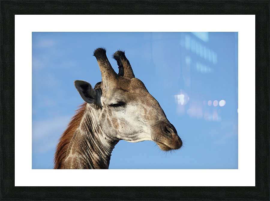 Giraffe Sky Picture Frame print