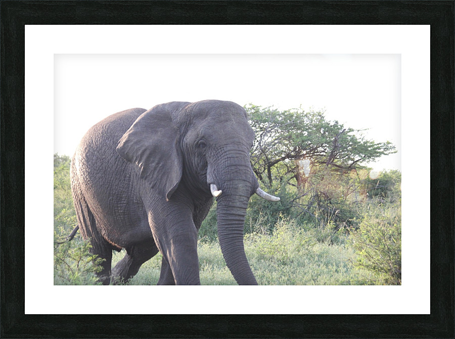 Elephant 6 Picture Frame print
