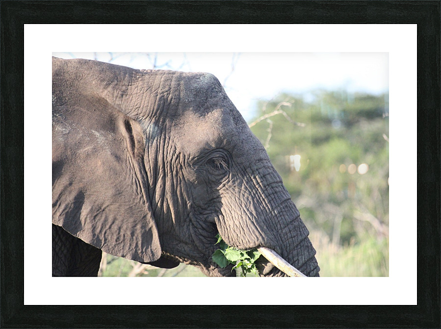 Elephant 6 Picture Frame print