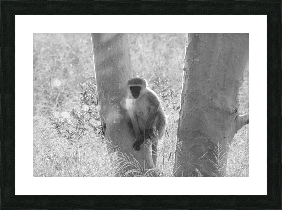 Blue Ball Monkey 2 Picture Frame print