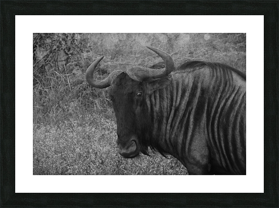 Wildabeast BW Picture Frame print