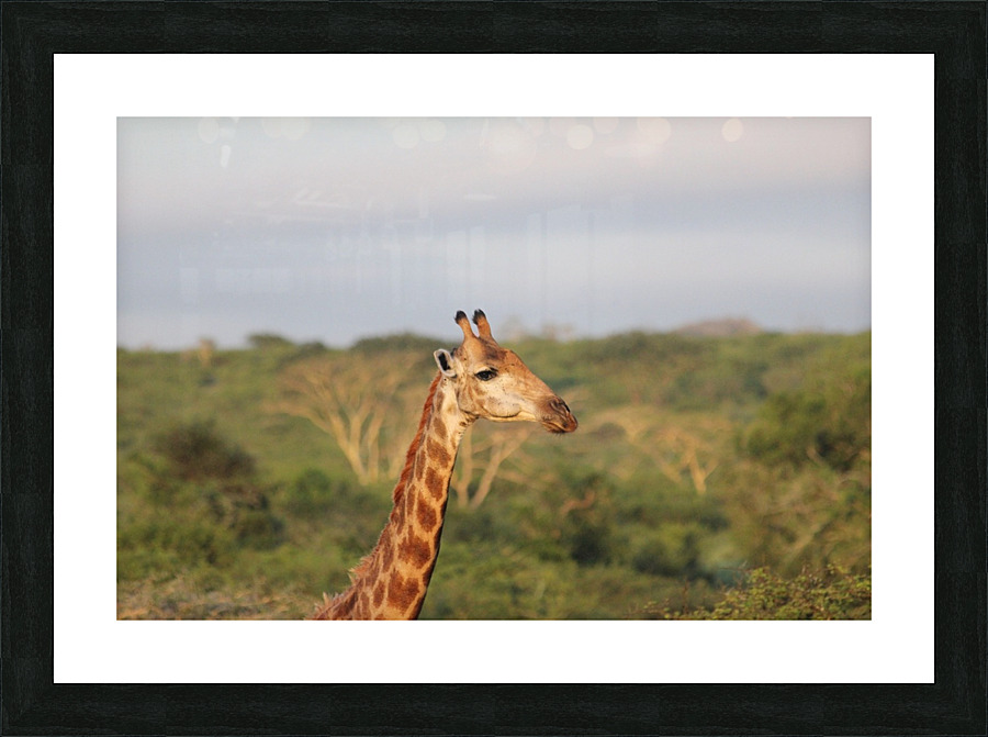 Giraffe 5 Picture Frame print