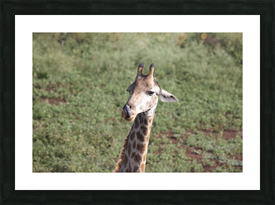 Giraffe 4 Picture Frame print