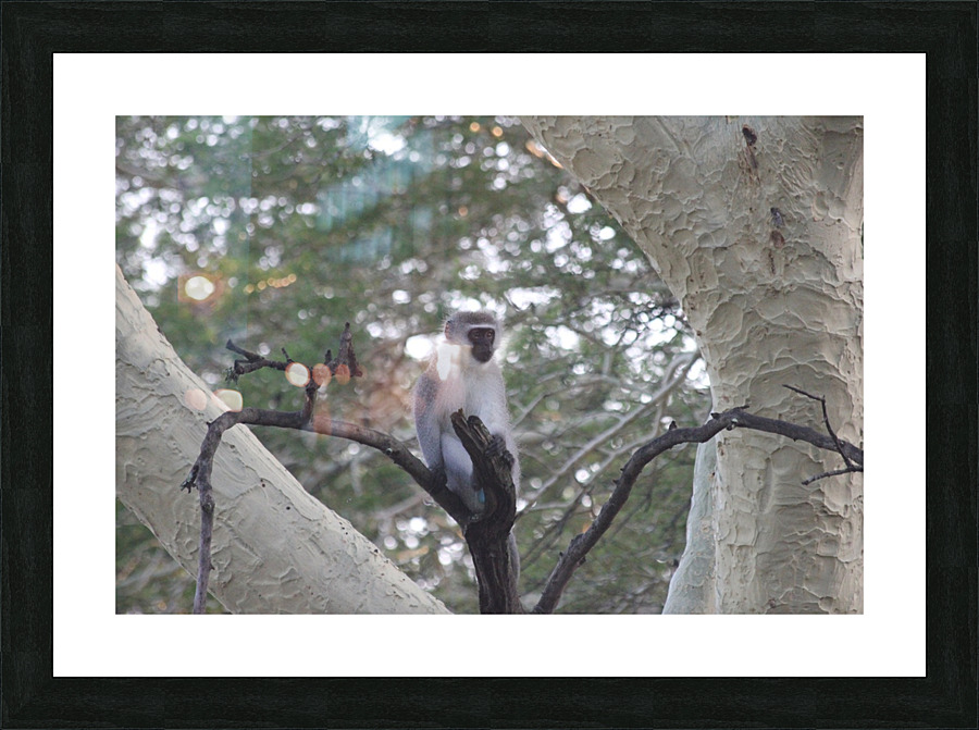 Blue Ball Monkey Picture Frame print