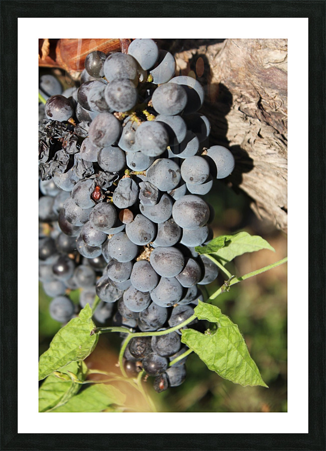 Grapevine Picture Frame print
