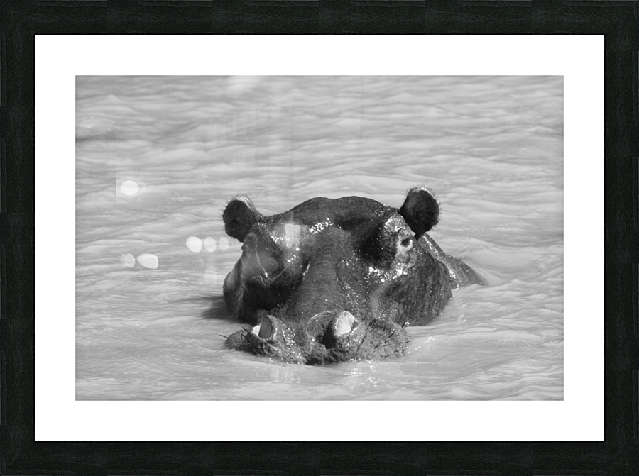 Hippo Picture Frame print