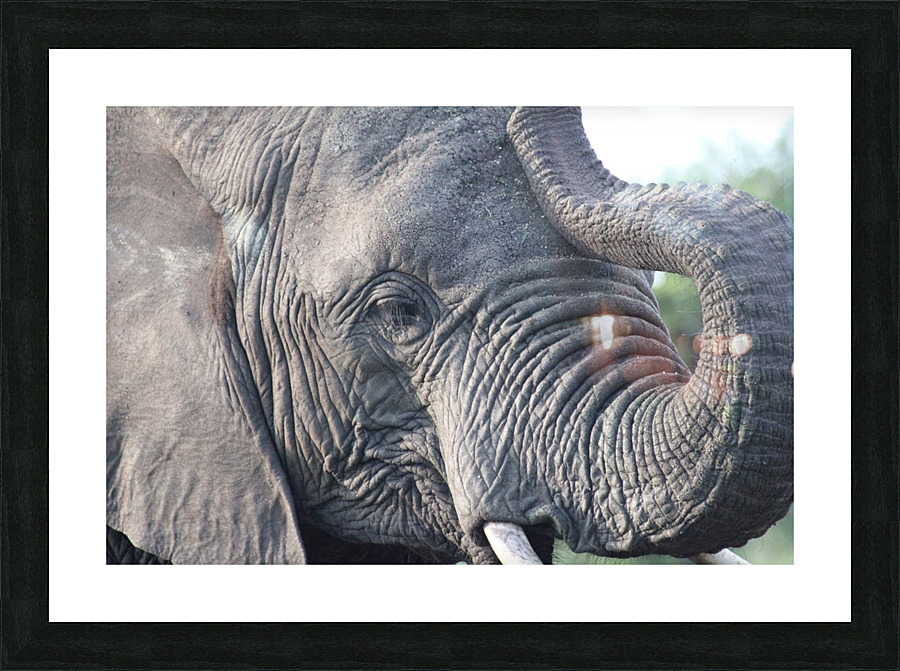 Elephant 5 Picture Frame print