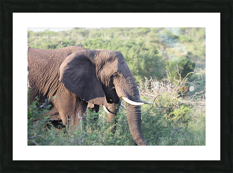 Elephant 4 Picture Frame print