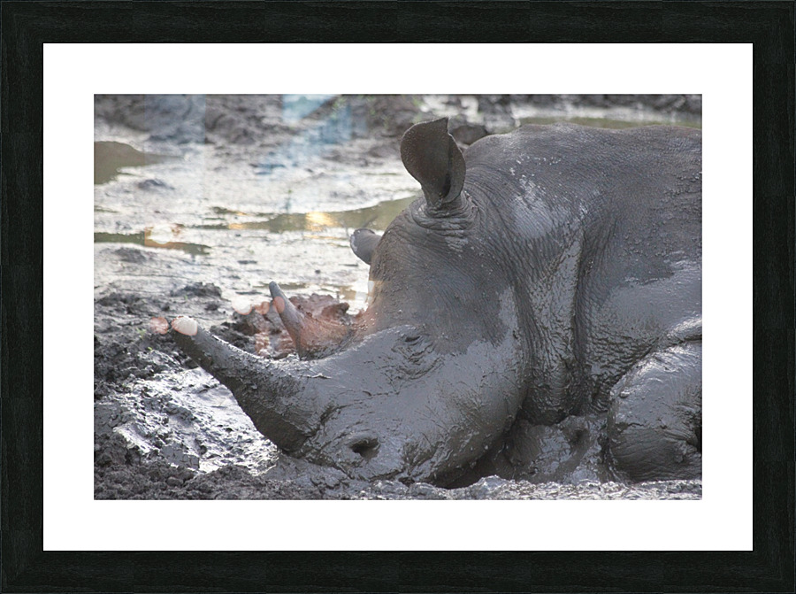 Sleepy Rhino Picture Frame print