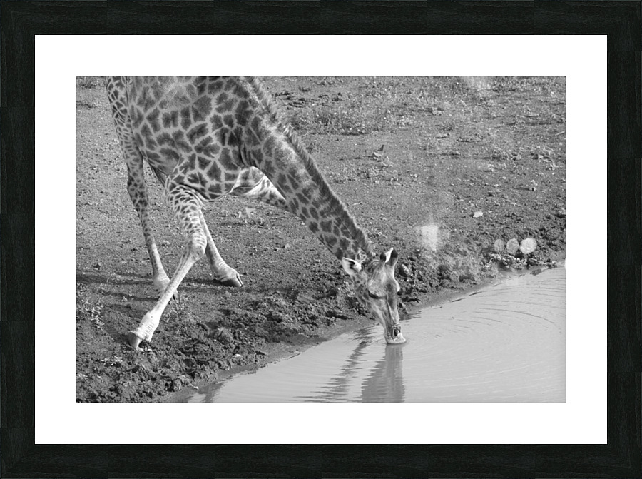 Giraffe BW Picture Frame print