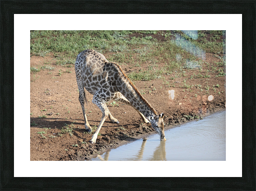 Giraffe 2 Picture Frame print