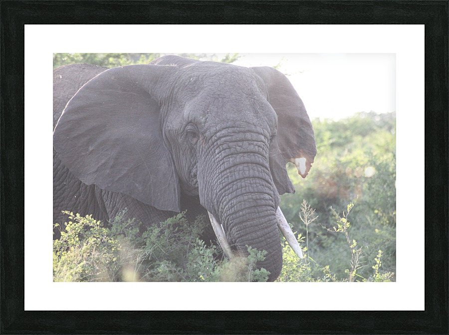 Elephant 3 Picture Frame print