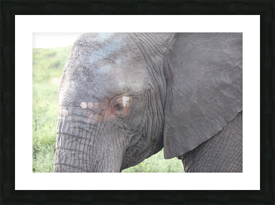 Elephant 2 Picture Frame print
