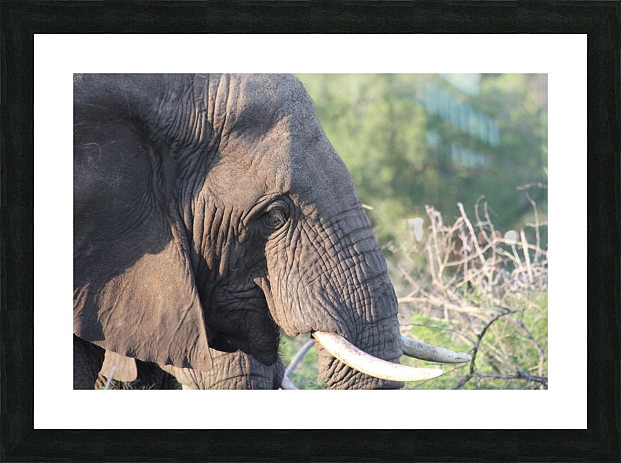 Elephant Picture Frame print